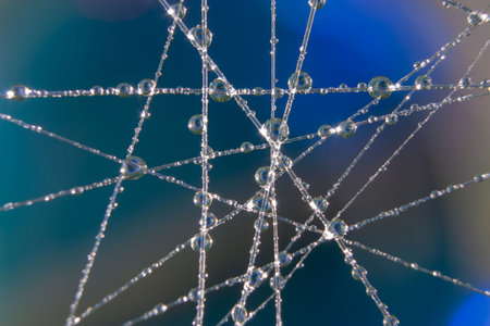 spider web with water drops close-up on a blue background