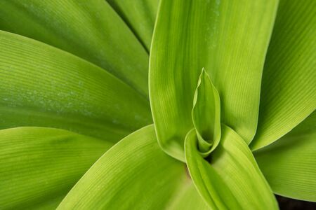 grass and dew abstract backgroundの写真素材