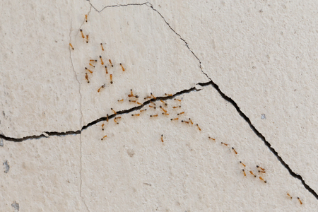 Ants climb wallsの写真素材