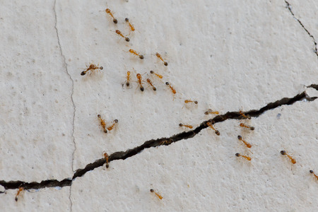 Ants climb wallsの写真素材