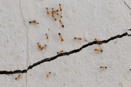 Ants climb wallsの写真素材