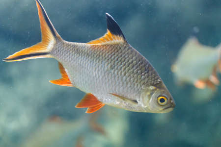 carp