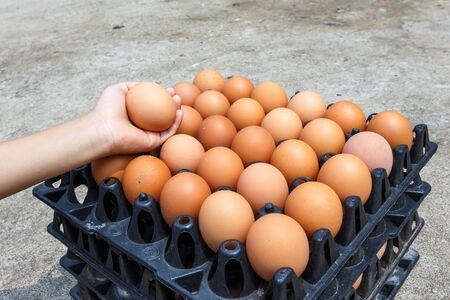 eggの写真素材