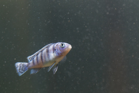 Zebra fishの写真素材