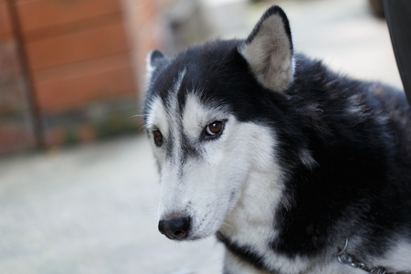 Siberian dogの写真素材