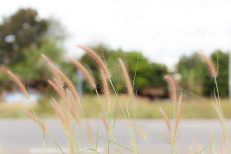 meadow