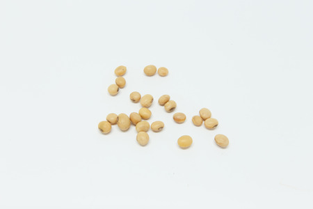 Soybean-white scenesの写真素材