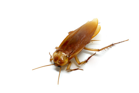 Cockroach on white background