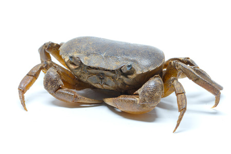 crab on a white backgroundの写真素材