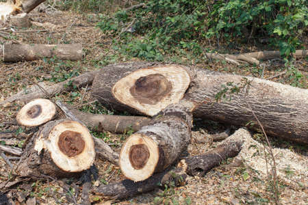 Timber cutting