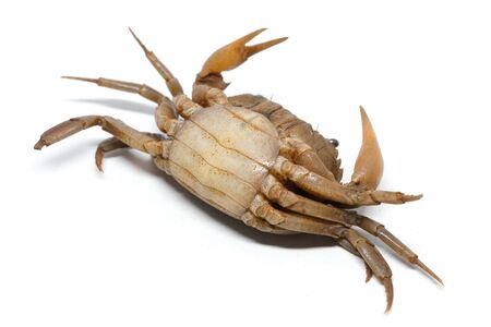 crab on a white background