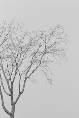 Deciduous treesの写真素材