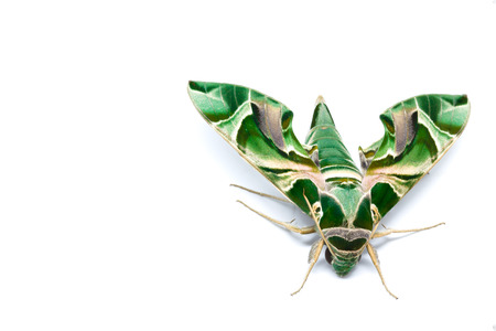 Moth Guard Month wraps and Oleander Hawk mothの写真素材