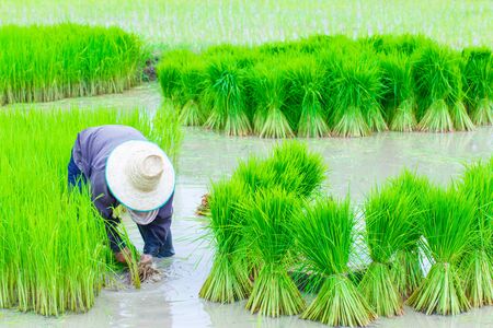 Thailand farmers rice planting workingの写真素材
