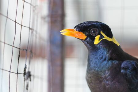 Acridotheres in a cageの写真素材
