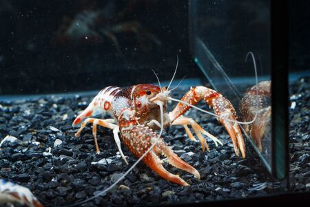 Pracamberus Clarkii Ghostの写真素材