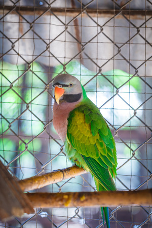 Close-up on parrots green in a cage