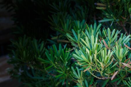 Background of arborvitae branchesの写真素材