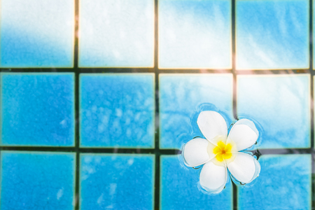 Frangipani flowers in the swimming poolの写真素材