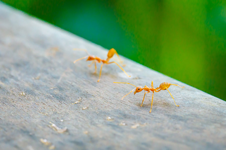 Ant standing on wooden floorの写真素材