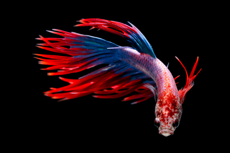Siamese fighting fish, Betta splendens, Thailand blurの写真素材