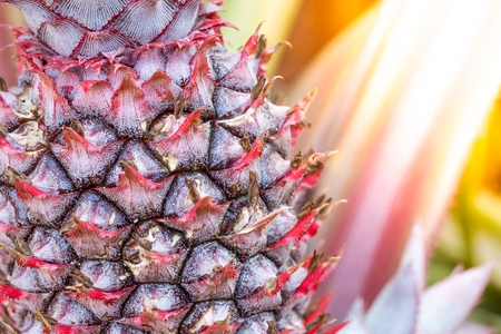 Close up baby red pineapple plantの写真素材
