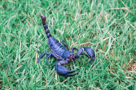 Scorpions on the grass closeup detail blurの写真素材