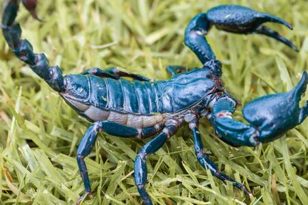Close up scorpion on the grass detailの写真素材