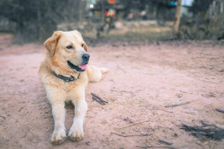 Golden retriever is sitting looking