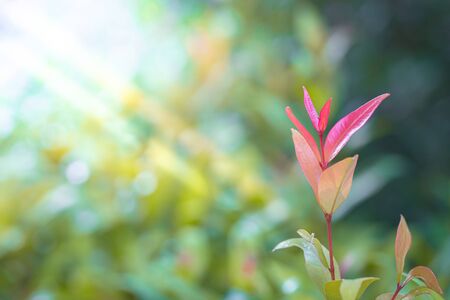 Christina tree in natural garden closeup detail artの写真素材