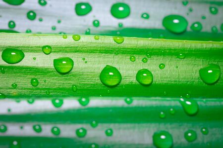 Closeup drops of water on green leave detail artの写真素材