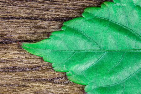 Green leaf on wood background detail texture artの写真素材