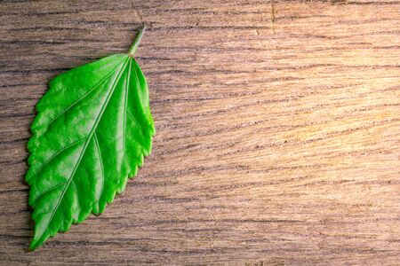 Closeup green leaves on a wood grain texture background detail artの写真素材