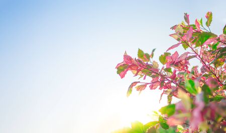 Purple leaves and red bloom in the morning, blue sky background detail blur nature artの写真素材