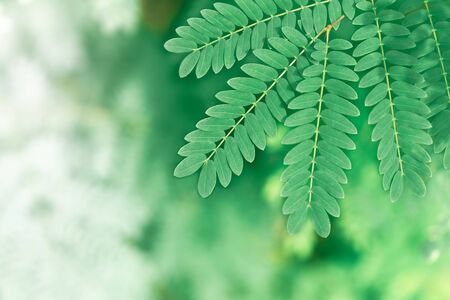 Natural green leaves using as background blur detail artの写真素材