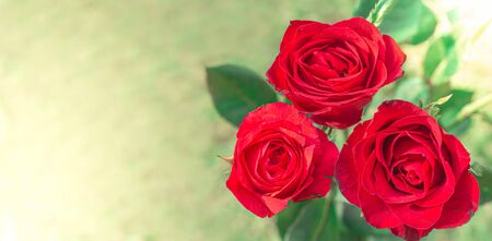 Top view of the red rose in the garden detail nature artの写真素材