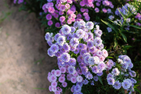Closeup  top view Margaret flower field in garden detail artの写真素材