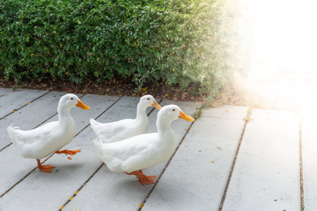 White duck is walking in the cement floor and the fence is green grass.の写真素材