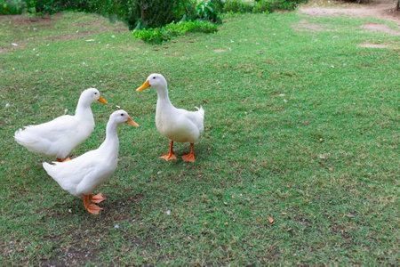 Three white ducks walk on the green field detail animalの写真素材
