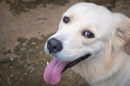 Close up view on dog golden retriever sticking out tongue detail texture blur art
