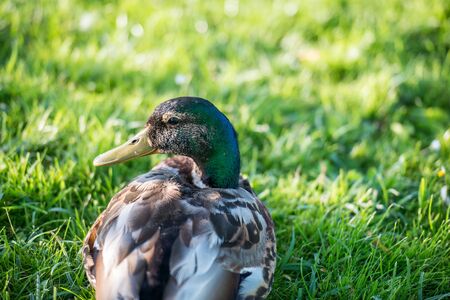 Mallard duck in the grassのeditorial素材