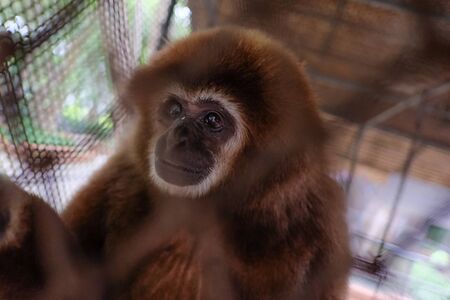 Monkey eye sad  in a cageのeditorial素材