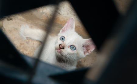 Cat portraitの写真素材