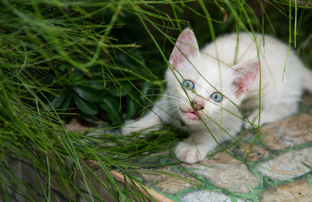 Cat portraitの写真素材