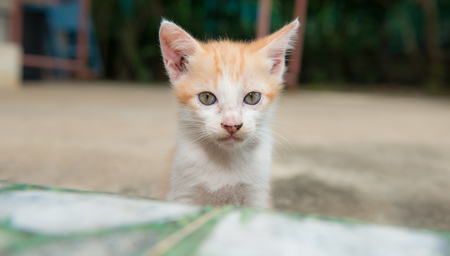 Cat portraitの写真素材