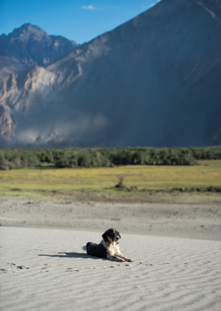 Dogs on the desert, Leh Ladakh , Indiaのeditorial素材