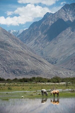 Horses graze Mountain Range Landscape, Leh Ladakh , Indiaの写真素材