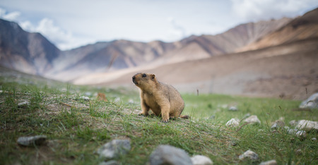 Prairie dog, Leh Ladakh , Indiaの写真素材