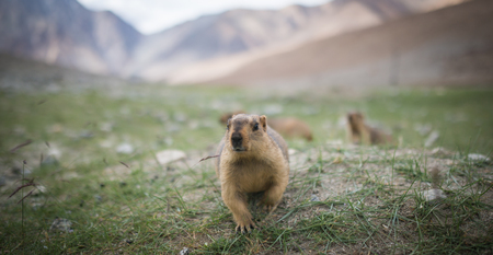 Prairie dog, Leh Ladakh , Indiaの写真素材