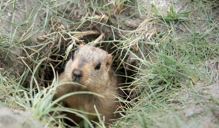 Prairie dog, Leh Ladakh , Indiaの写真素材